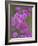 Phlox in Bloom Near Devine, Texas, USA-Darrell Gulin-Framed Photographic Print