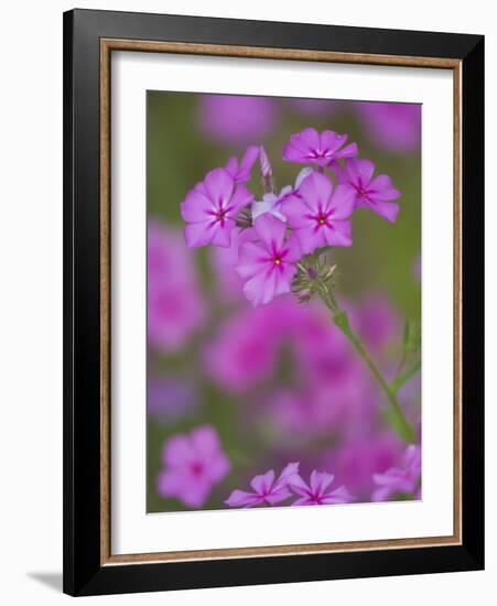 Phlox in Bloom Near Devine, Texas, USA-Darrell Gulin-Framed Photographic Print