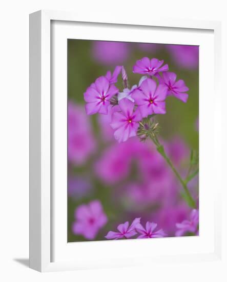 Phlox in Bloom Near Devine, Texas, USA-Darrell Gulin-Framed Photographic Print