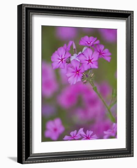 Phlox in Bloom Near Devine, Texas, USA-Darrell Gulin-Framed Photographic Print