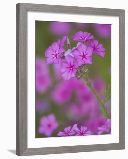 Phlox in Bloom Near Devine, Texas, USA-Darrell Gulin-Framed Photographic Print