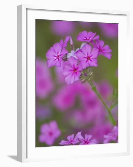 Phlox in Bloom Near Devine, Texas, USA-Darrell Gulin-Framed Photographic Print