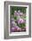 Phlox in the Garden Patch-Brigitte Protzel-Framed Photographic Print