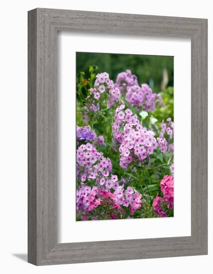 Phlox in the Garden Patch-Brigitte Protzel-Framed Photographic Print