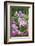 Phlox in the Garden Patch-Brigitte Protzel-Framed Photographic Print