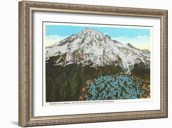 Phlox on Mt. Rainier, Washington-null-Framed Art Print