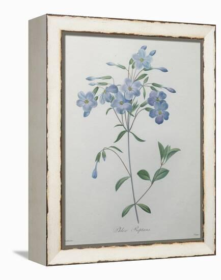 Phlox Reptans-Pierre-Joseph Redoute-Framed Stretched Canvas