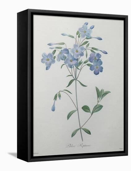 Phlox Reptans-Pierre-Joseph Redoute-Framed Stretched Canvas