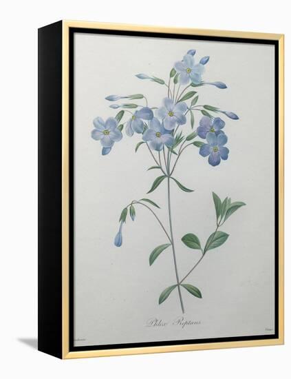 Phlox Reptans-Pierre-Joseph Redoute-Framed Stretched Canvas