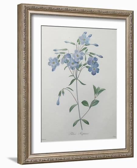 Phlox Reptans-Pierre-Joseph Redoute-Framed Art Print