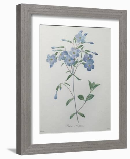 Phlox Reptans-Pierre-Joseph Redoute-Framed Art Print