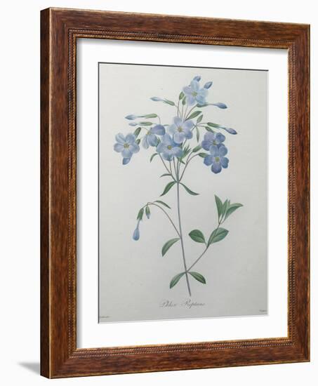 Phlox Reptans-Pierre-Joseph Redoute-Framed Art Print