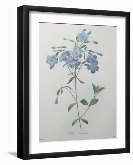 Phlox Reptans-Pierre-Joseph Redoute-Framed Art Print