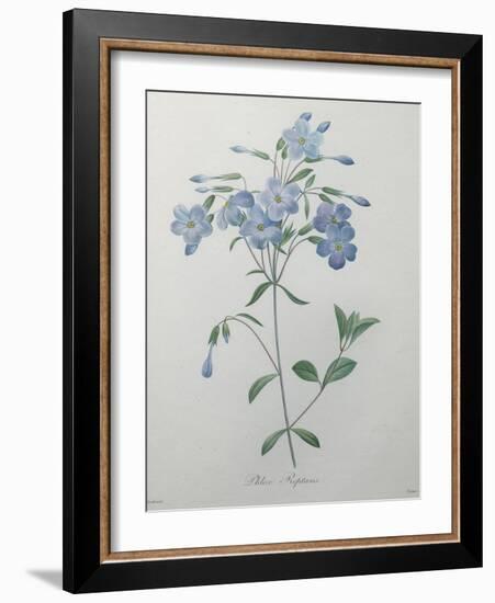 Phlox Reptans-Pierre-Joseph Redoute-Framed Art Print