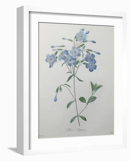 Phlox Reptans-Pierre-Joseph Redoute-Framed Art Print