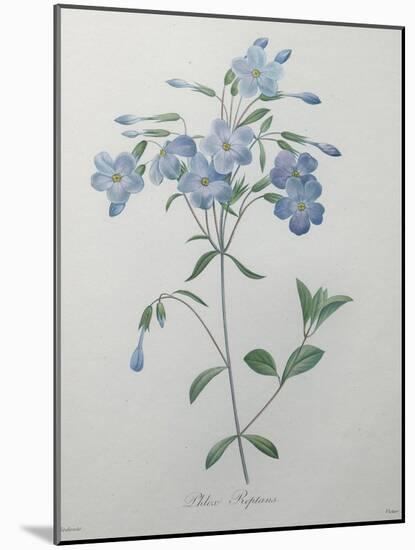 Phlox Reptans-Pierre-Joseph Redoute-Mounted Art Print