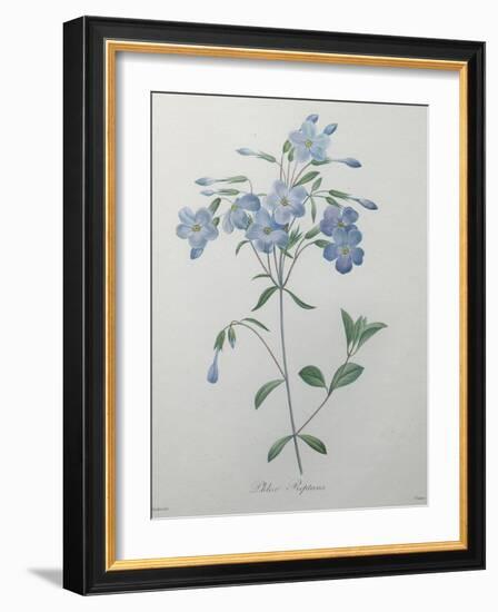 Phlox Reptans-Pierre-Joseph Redoute-Framed Art Print