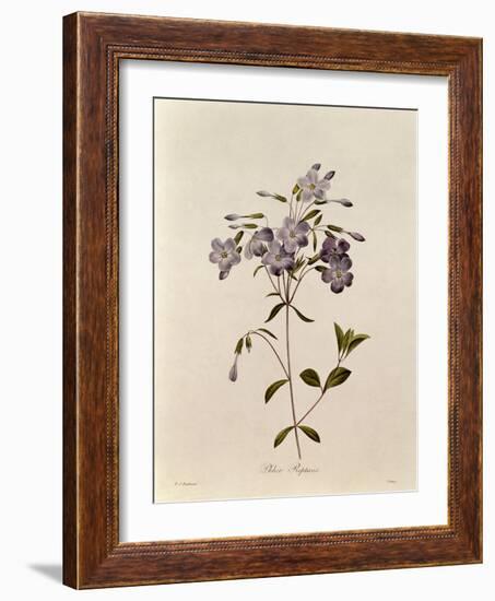 Phlox Reptans-Pierre-Joseph Redouté-Framed Giclee Print