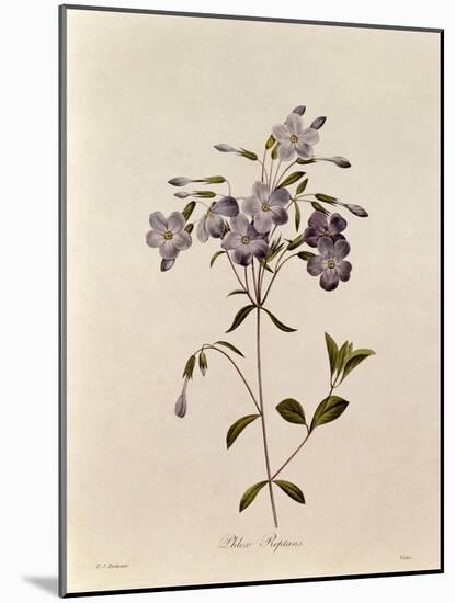 Phlox Reptans-Pierre-Joseph Redouté-Mounted Giclee Print