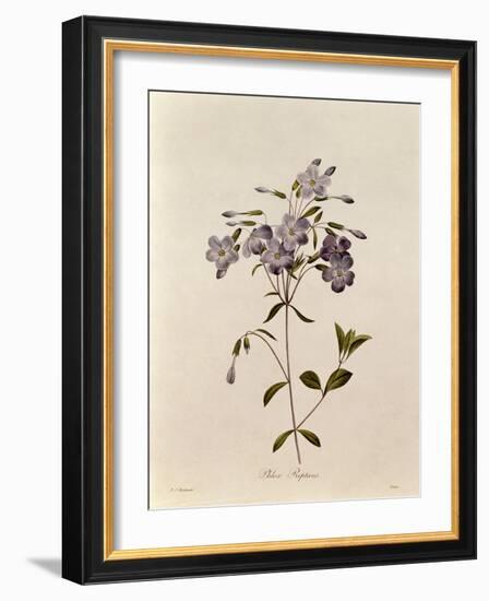 Phlox Reptans-Pierre-Joseph Redouté-Framed Giclee Print