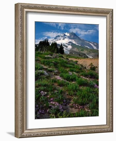 Phlox Wildflowers & Mt. Hood-Steve Terrill-Framed Photographic Print