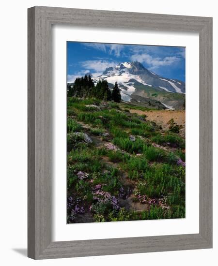 Phlox Wildflowers & Mt. Hood-Steve Terrill-Framed Photographic Print