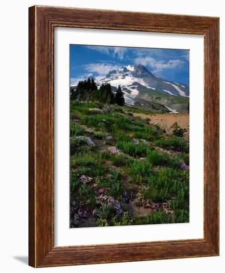 Phlox Wildflowers & Mt. Hood-Steve Terrill-Framed Photographic Print