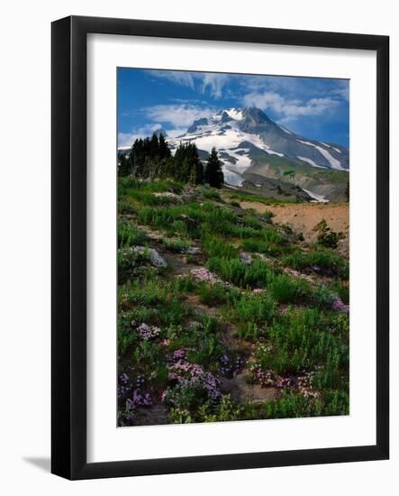 Phlox Wildflowers & Mt. Hood-Steve Terrill-Framed Photographic Print