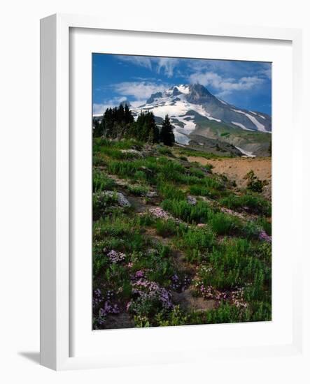 Phlox Wildflowers & Mt. Hood-Steve Terrill-Framed Photographic Print