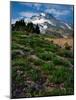 Phlox Wildflowers & Mt. Hood-Steve Terrill-Mounted Photographic Print