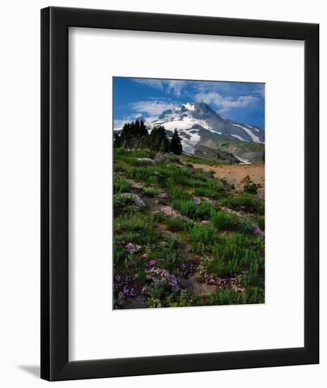 Phlox Wildflowers & Mt. Hood-Steve Terrill-Framed Photographic Print