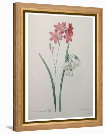 Phlox-Pierre-Joseph Redoute-Framed Stretched Canvas