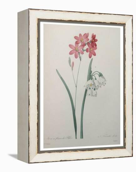 Phlox-Pierre-Joseph Redoute-Framed Stretched Canvas