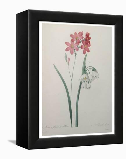 Phlox-Pierre-Joseph Redoute-Framed Stretched Canvas