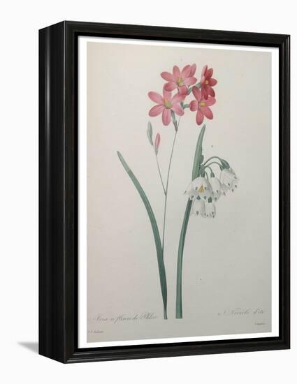 Phlox-Pierre-Joseph Redoute-Framed Stretched Canvas