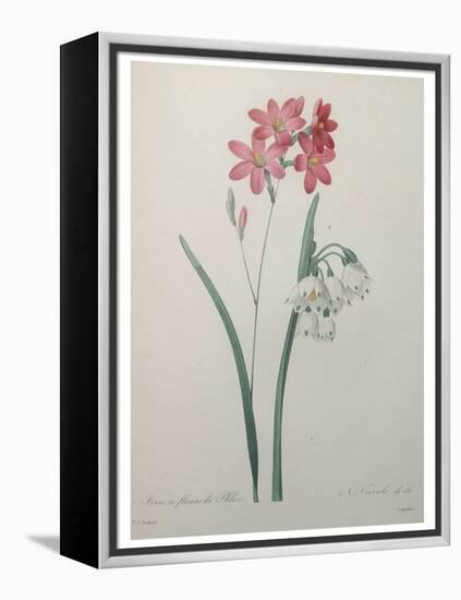 Phlox-Pierre-Joseph Redoute-Framed Stretched Canvas