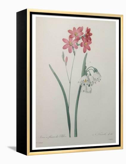 Phlox-Pierre-Joseph Redoute-Framed Stretched Canvas