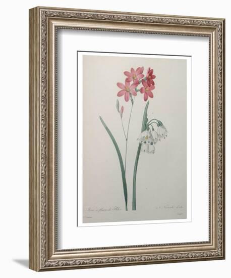 Phlox-Pierre-Joseph Redoute-Framed Art Print