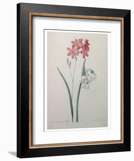 Phlox-Pierre-Joseph Redoute-Framed Art Print