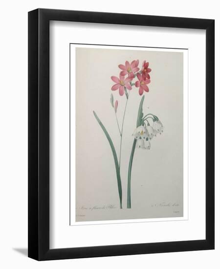 Phlox-Pierre-Joseph Redoute-Framed Art Print