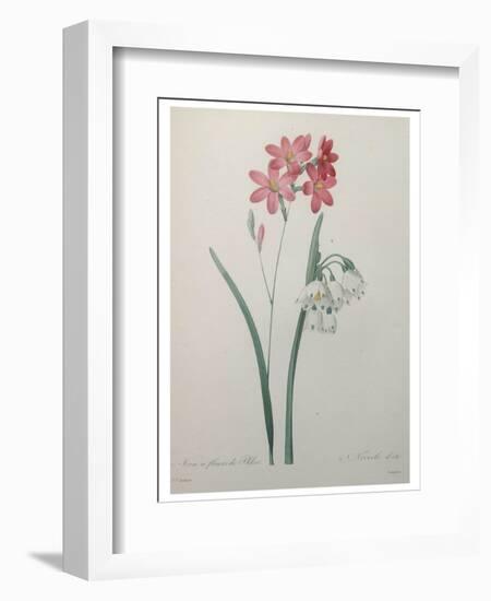 Phlox-Pierre-Joseph Redoute-Framed Art Print