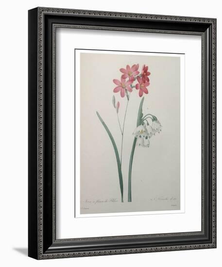 Phlox-Pierre-Joseph Redoute-Framed Art Print