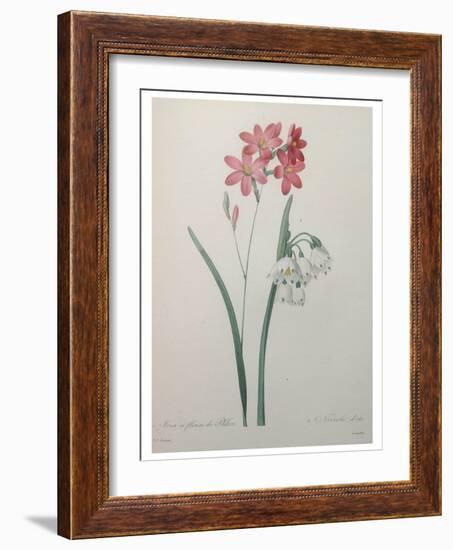 Phlox-Pierre-Joseph Redoute-Framed Art Print