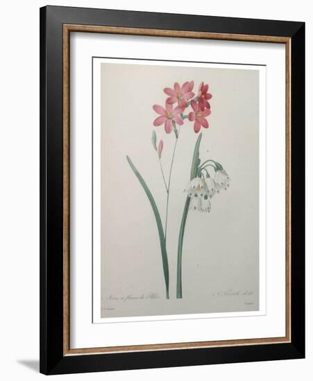 Phlox-Pierre-Joseph Redoute-Framed Art Print