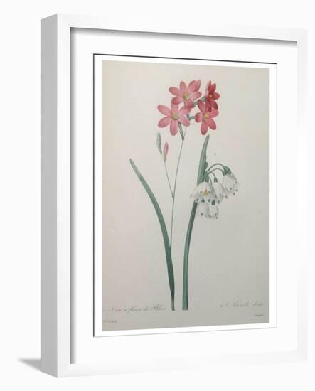 Phlox-Pierre-Joseph Redoute-Framed Art Print