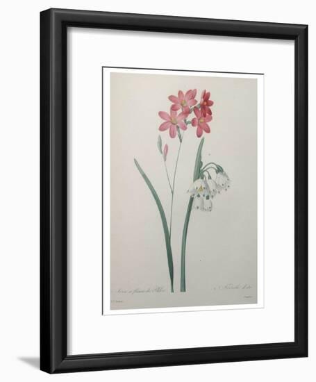 Phlox-Pierre-Joseph Redoute-Framed Art Print