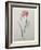 Phlox-Pierre-Joseph Redoute-Framed Art Print