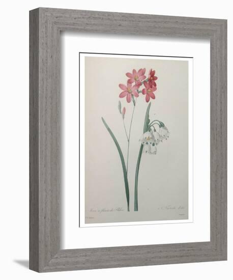 Phlox-Pierre-Joseph Redoute-Framed Premium Giclee Print