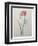 Phlox-Pierre-Joseph Redoute-Framed Premium Giclee Print