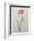 Phlox-Pierre-Joseph Redoute-Framed Premium Giclee Print